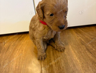 red collar