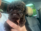 puppy