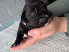 Puppy