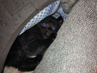 kitten
