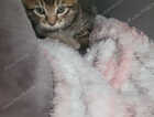 Kitten