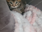 kitten