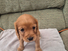 puppy