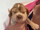 puppy
