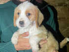 Puppy