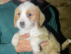 puppy