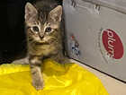 Kitten