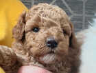 Puppy