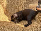 Puppy