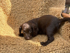 puppy
