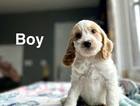 puppy