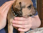 Puppy