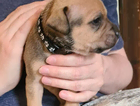 puppy