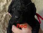 Puppy
