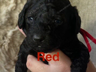 puppy