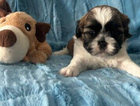 puppy