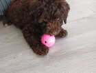 Puppy