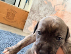 puppy