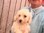 Puppy