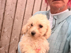 puppy