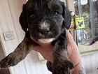 puppy