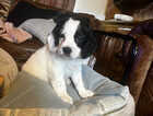 Puppy