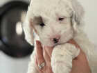 Puppy