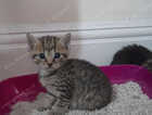 Kitten
