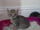 kitten