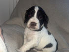 puppy