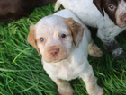 lemon and white roan girl