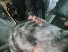 Puppy