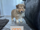 otto