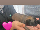 puppy