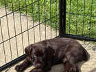 Puppy