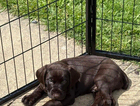 puppy