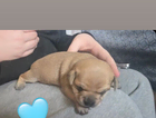 puppy