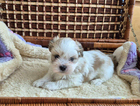 puppy
