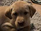 Puppy