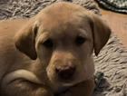 puppy