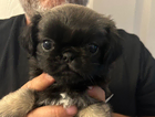 puppy