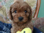 Puppy