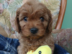 puppy
