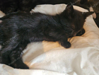 kitten