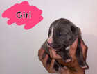 Puppy