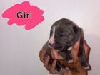 puppy