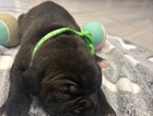 puppy