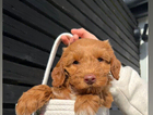 puppy