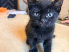 Kitten