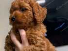 Puppy